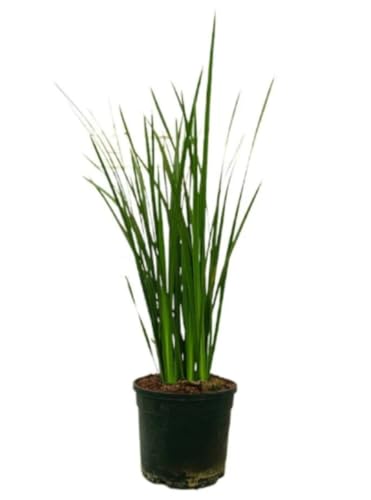 Planta natural Dietes Grandiflora, 50-60 cm. Lirio africano, Fairy iris, Lirio de hadas. Planta perenne con flores grandes blancas y moradas, resistente y decorativa. Segura Garden.