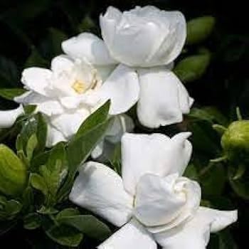 Image of Live Gandharaj Flower Plant | Cape Jasmine Live Plant with Pot | Gardenia jasminoides White Flowering Plant for Home Garden & Balcony