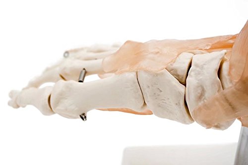 BoNew-Oral Life Size Foot Joint with Ligaments Anatomical Skeleton Model - Medical Anatomy