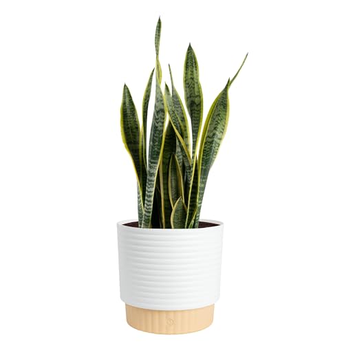 Costa Farms Live Snake Plant, Sansevieria, Easy Care...