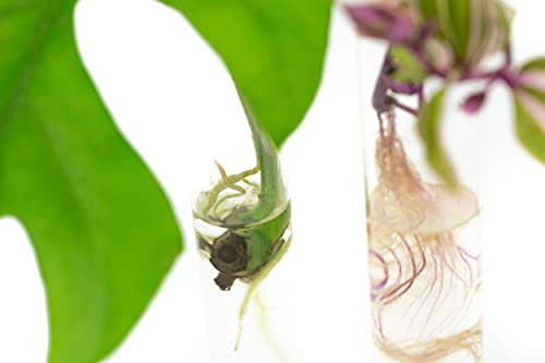 Propagation Tubes | 3x | Met Random Cuttings - Afbeelding 6