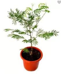 Nature Greenery Shami Healthy Live Plant Cineraria Prosopis Maram Banni Mara Jammi Chui Mui Do Not Touch Me For Indoors And Outdoors Home And Garden (Shami 3) (B09X5GWZZ9) Amazon Price History, Amazon Price Tracker