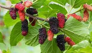 The Royal Crafty Real Live Mulberry Shahtoot all time variety Fruit Live Plant & Tree (B0CV7VQW6J) Amazon Price History, Amazon Price Tracker