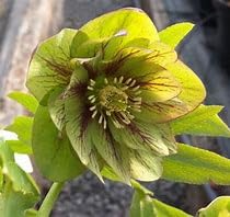 Helleborus 'Double Cream Green' Plug Plants x 3