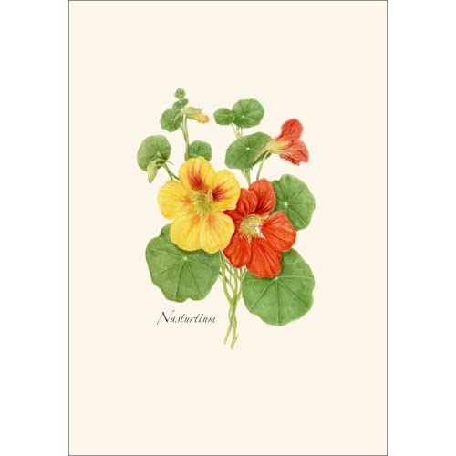 Image of Earth Sky + Water - Nasturtium Notecard Set - 8 Blank Cards with Envelopes
