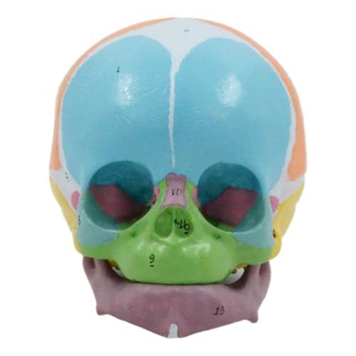 Image of Life Size Baby Head Skeleton Model, Number Coded Anatomical Baby Head Skull Model for Diseases Study, Lecture Report