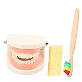 SEWACC Zahnputz Zahnmodell Langlebig und Wiederverwendbar Pädagogisches Gebiss für Zahnreinigung und Mundhygiene Leichtes Lehrmittel zur Kariesprävention Zufällige Farbe Zufällige Farbe