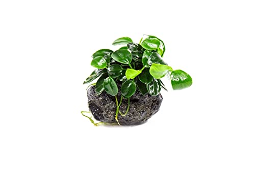 SubstrateSource Live Planted Decor - Bucephalandra...