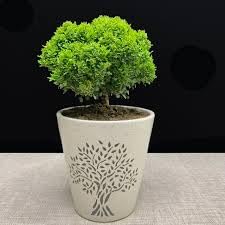 See full amazon price history chart for Indoor oxygen plants for office,Office plants for indoor oxygen, Kamini plant (Pack of 1) Indoor oxygen plants for office,Office plants for indoor oxygen, Kamini plant (Pack of 1) (B0CWMFCKTP) Amazon Price History, Amazon Price Tracker