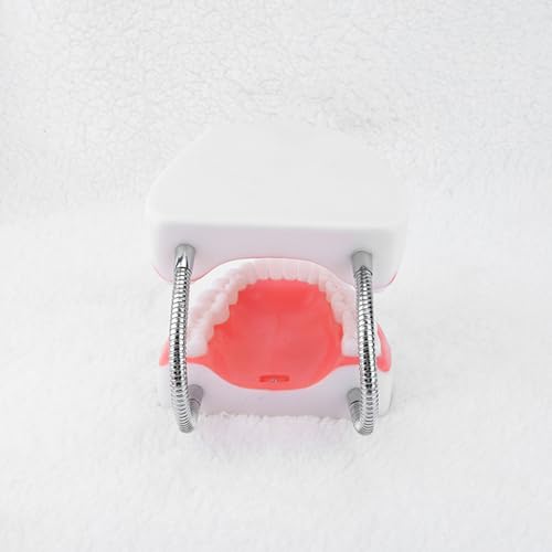 Modèle d'anatomie des dents pour comprendre la structure buccale facilement - 5