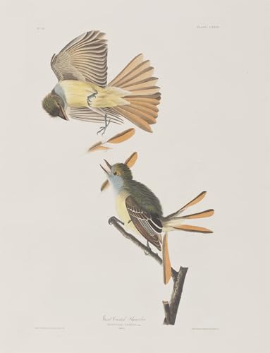 Graffiti Art Mural oiseau d'Amérique Audubon poster impression moderne 60x90