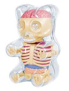 Amazon.com: 4D Master Baby Gummi Bear Skeleton Anatomy Model ...