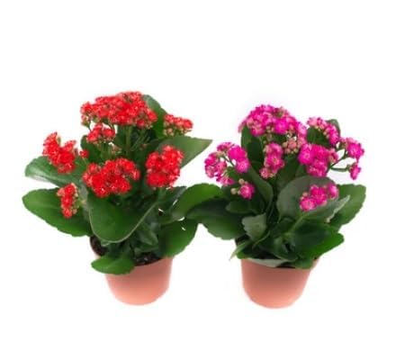 Guruji Plantation Real Live 2 Healthy Kalanchoe Grafted Double Petal Flower Indoor Plant Fresh Succulent Variety for Office, Home and Garden with Pot (Red & Pink) (B0CV5XMMTS) Amazon Price History, Amazon Price Tracker