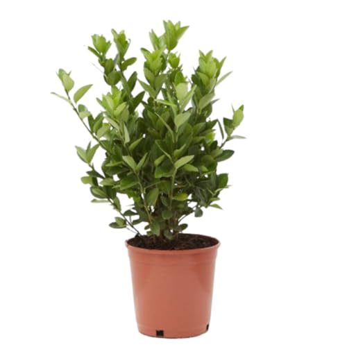 Verdecora Euonymus Japonicus - Bonetero de Japón - Arbusto Ornamental Versátil en maceta de Ø22cm - Planta natural