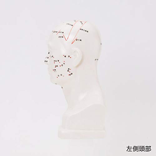 Amazon.co.jp: 頭部鍼灸模型20cm (中国語) [ 鍼灸経穴模型 人体模型