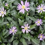【多年草】【耐寒性】　ミヤコワスレ　（都忘れ）　　2株セット　【花壇】【庭植え】