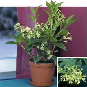 JooGTooK Raat Ki Rani, Raat Rani, Night Blooming Jasmine - Plant (Plant Height 4 inches, Pack of 1 Raat Ki Rani Plant) (B0CB6GQ78N) Amazon Price History, Amazon Price Tracker