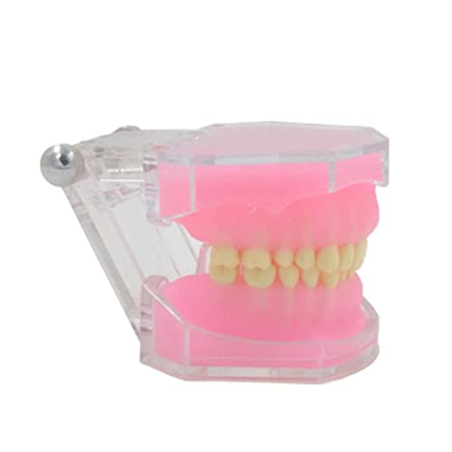 Modèle de dents Typodont détachable pour étude de la pratique et recherche à l'école - 2