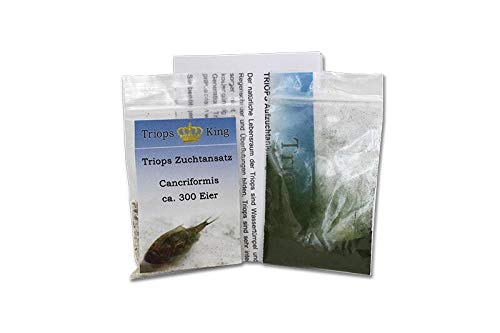 Triops Cancriformis Urzeitkrebse Starter Set mit ca. 150 Urzeitkrebs-Eiern/Zysten Deutschland, Anleitung zur Zucht und Jungtier-Futter - Züchte jetzt Deine eigenen Urzeitkrebse
