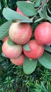 Image of Cloud Farm All Time VNR Bihi Guava Amrood Layering /Grafted Fruit Plant (2-3 Feet Height),CF SG52