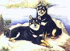 Shiba Inu Notecards by Ruth Maystead