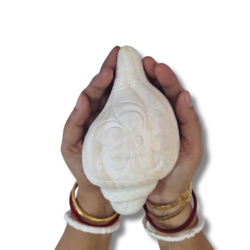 Image of Vamavarti Original Loud Blowing Shankh,Conch For Pooja - 6 to 6.5 Inch (Quality Matters) Quality assured by Om Gange Weight 300 to 450 gms +- 20 Gms (As this is Natural)