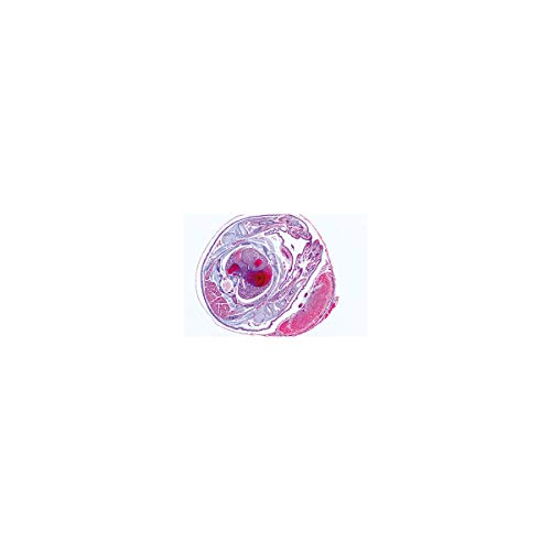 Image of 3B Scientific GmbH W13316 Genital System-German