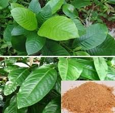 Mphmi Live Plant Nursery NCR Nurseryplant Hing, Asafoetida - Plant (B0C2Z8F9SR) Amazon Price History, Amazon Price Tracker