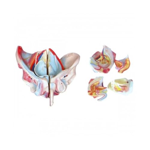 KMHHAG Male Pelvic Floor and Pelvic Floor Muscles Hierarchical Medical