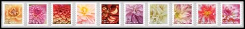 Dahlias 2025 (Strip of 20) First-Class Mail Forever Postage Stamps