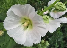 Graines de fleurs géantes de rose trémière danoise blanche Paquet de 100 graines