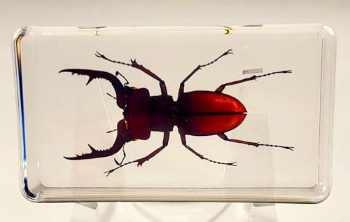 Image of 2.9 inch Real Stag Beetle Lucanus Fortunei Saunders Male in Crystal Clear Lucite Resin Specimen Preserved Insect Taxidermy Collection for Biology Science Education & Desk Ornament Display Supplies