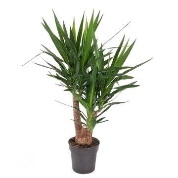 Fresh Plants - Yucca Grandeur - pot Ø 24 cm - hauteur 110 cm