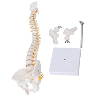Tyenaza Modello Anatomico di Colonna Vertebrale, 45 cm Modello della Colonna Vertebrale Umana con Disco Spinale Modello Bacino Perfetto per l'Apprendimento e l'Insegnamento