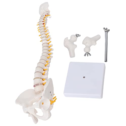 Colonne vertébrale anatomique flexible 45 cm avec vertèbres de la queue