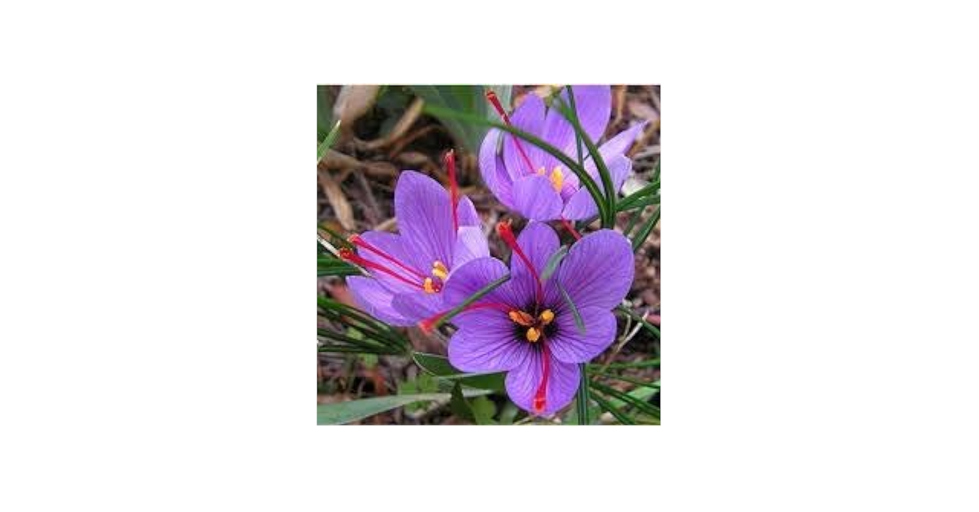 Purple Saffron Flower Seeds U2013 Up To 50