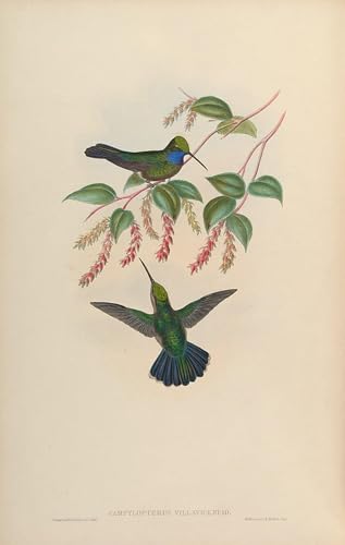 Pintura de pájaro Campylopterus Villaviscensio en lienzo para crear un oasis natural en casa