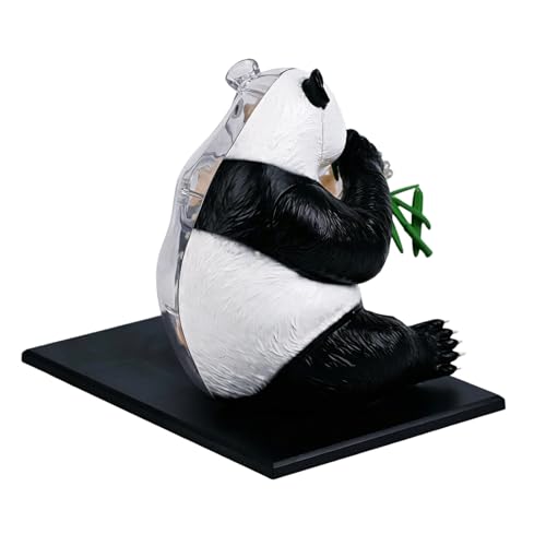 Modèle anatomique de panda éducatif pour étudiants en biologie