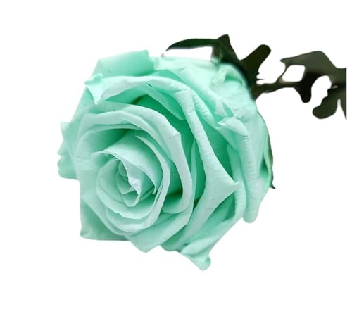 Mundo Eterno Garden Center Shop Rosa Eterna Verde Menta 35 cm | Rosa Preservada 100 % Natural | Decoración de Interior | Regalo Original