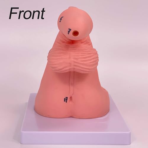 Modèle de cathéter AMITD avec organes génitaux et repères anatomiques pour formation médicale