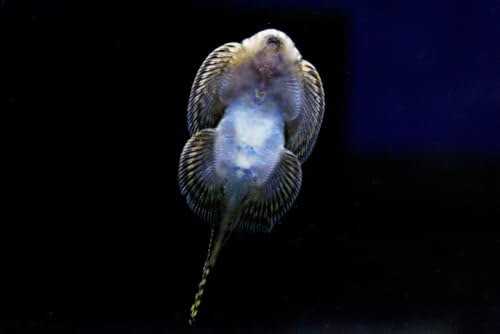 Swimming Creatures&trade; 2 Butterfly Hillstream Loach (Beaufortia kweichowensis) Live Tropical...