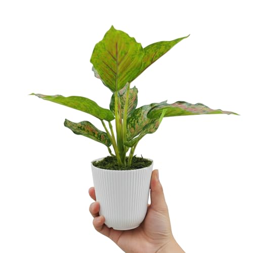 Image of KARP Artificial Potted Plants, 26Cm Height Mini Faux 10-Leaf Dieffenbachia Plant with White Pot Home Decor, Indoor Artificial Ornamental Plants for Living Room, Office Desk & Bathroom, Decorative