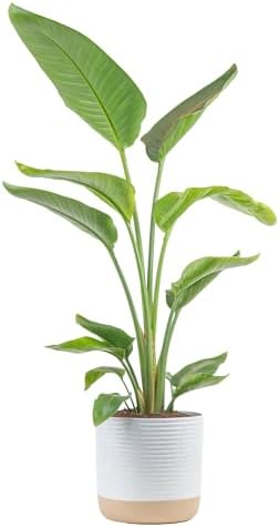 best pot for bird of paradise that will transform your plant care 6 Costa Farms White Bird of Paradise, Live Indoor Plant in Nursery Plant Pot, Potting Soil Mix, Tropical Air Purifying Houseplant, Home and Office Decor, Unique Plant Gift, 3-4 Feet Tall