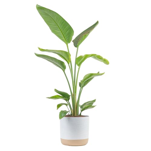 Costa Farms White Bird of Paradise, Live Indoor Plant in Nursery Plant Pot, Potting Soil Mix, Tropical Air Purifying Houseplant, Home and Office Decor, Unique Plant Gift, 3-4 Feet Tall