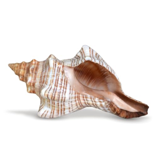 Nautical Crush Trading Conch Shell Decor - Seashell Decor - 5-6
