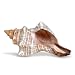 Striped Fox Sea Shell | Striped Fox Conch Sea Shells | 6" Collector Shell | 1 piece Set for Display or Decor | Plus Free Nautical eBook by Joseph Rains
