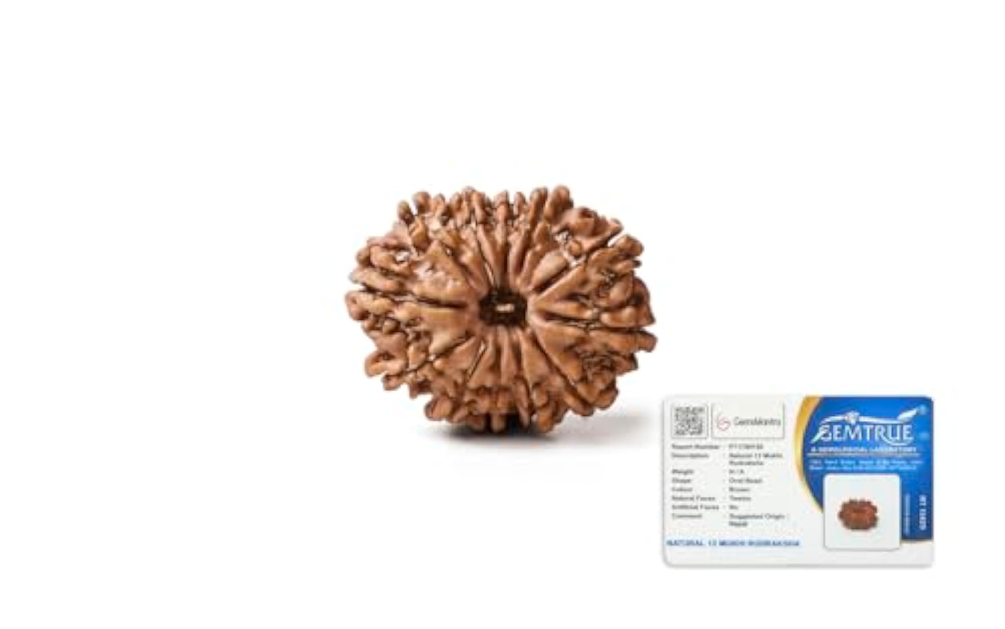 12 Mukhi Rudraksha Bead Without Silver Pendant, Original Nepali