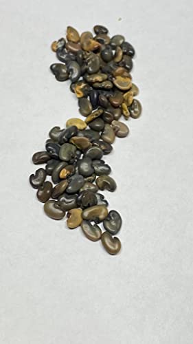 25 Sun Hemp Seeds 1108