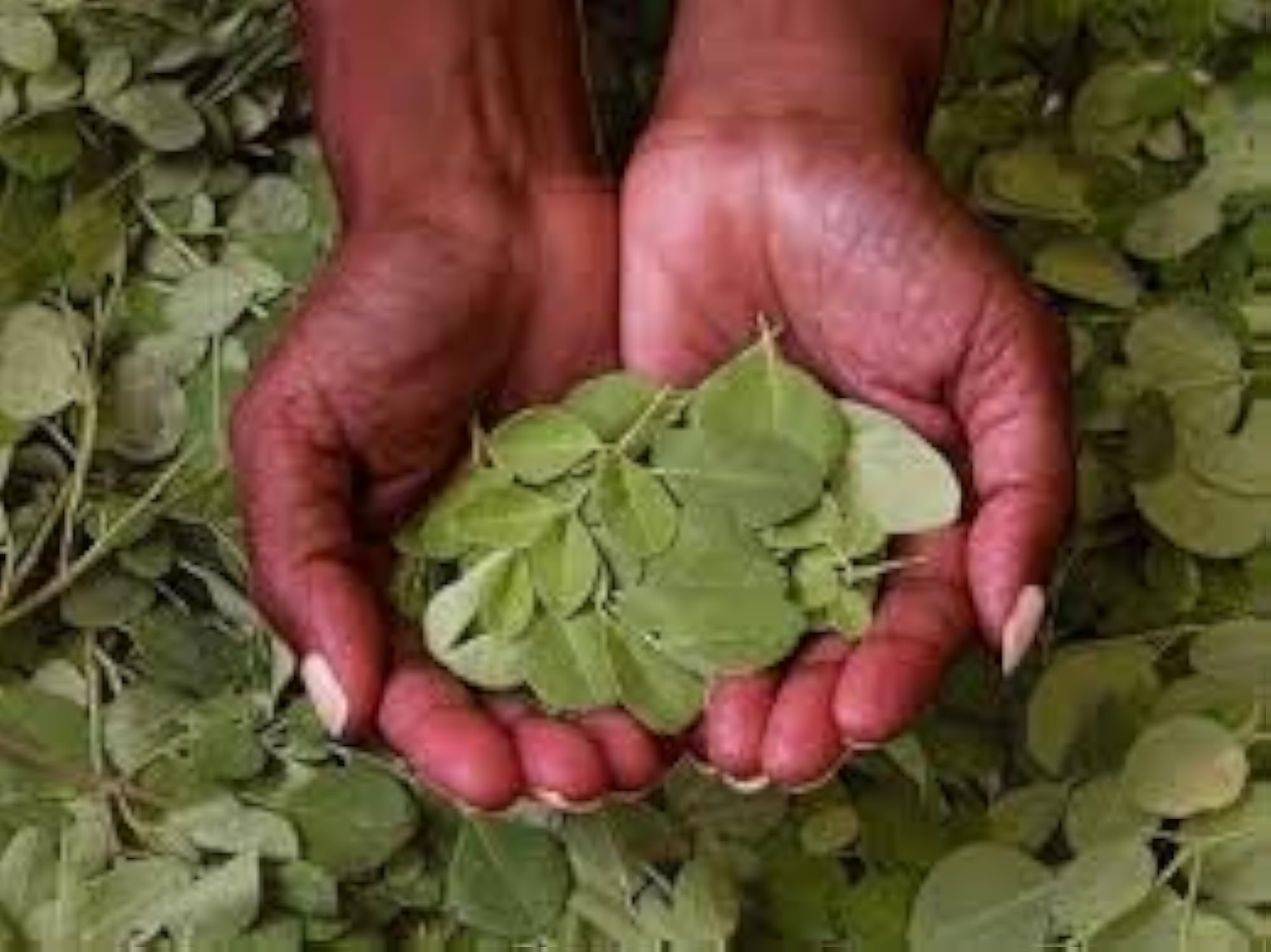 Organic Moringa Leaves 100 Grams