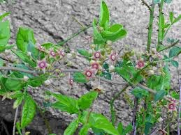 See full amazon price history chart for SelfLine | Dambel Live Plant - Free Ajwaine Plant SelfLine | Dambel Live Plant - Free Ajwaine Plant (B0B71L9TNV) Amazon Price History, Amazon Price Tracker